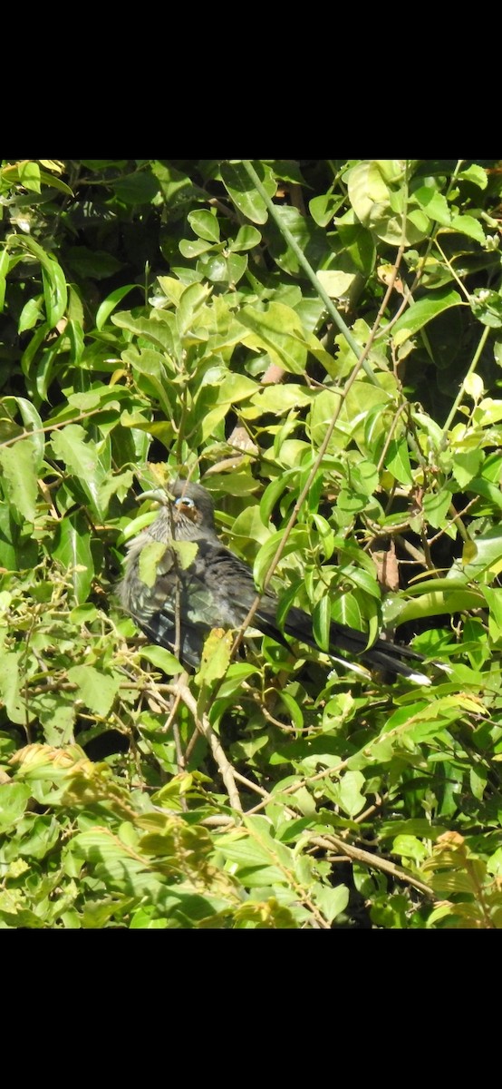 Blue-faced Malkoha - ML417948791