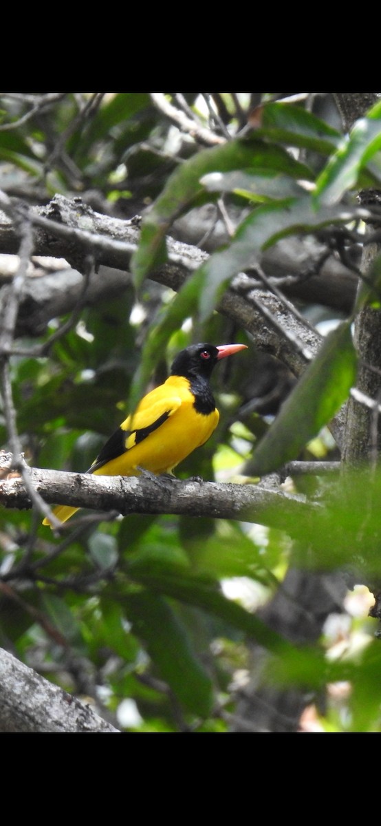 Black-hooded Oriole - ML417948941