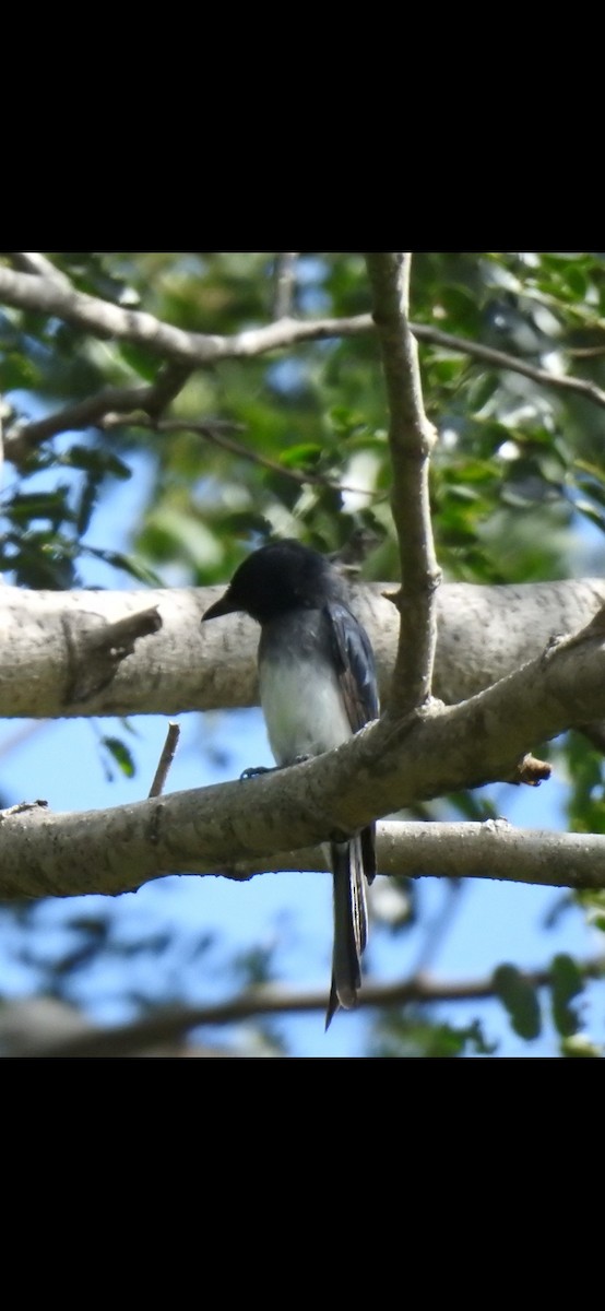 Ak Karınlı Drongo - ML417948971