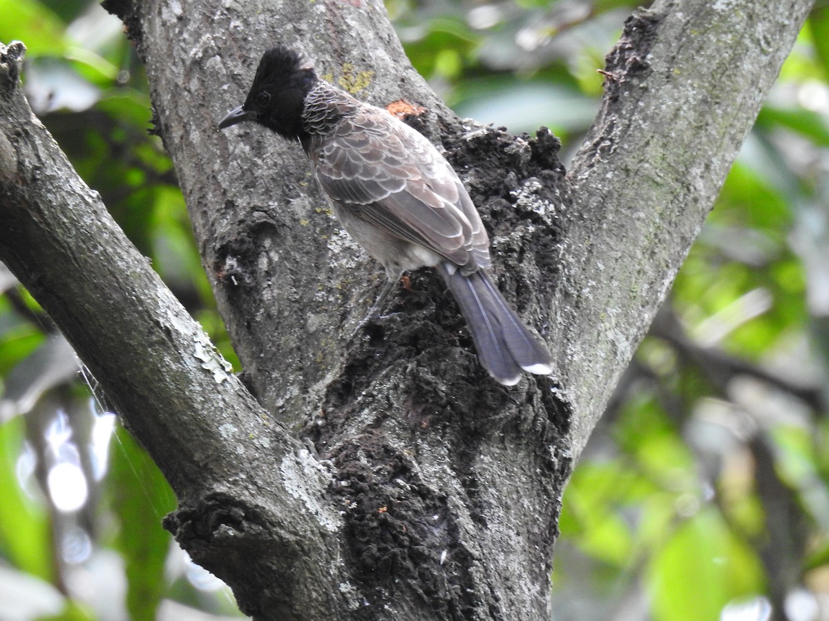 Red-vented Bulbul - ML417949041