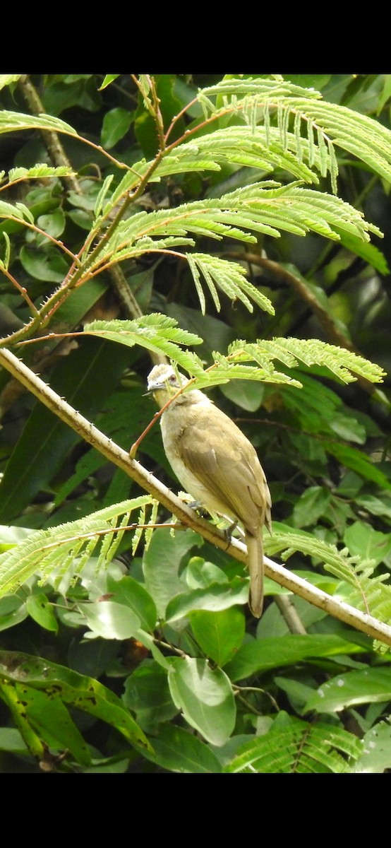 White-browed Bulbul - ML417949051