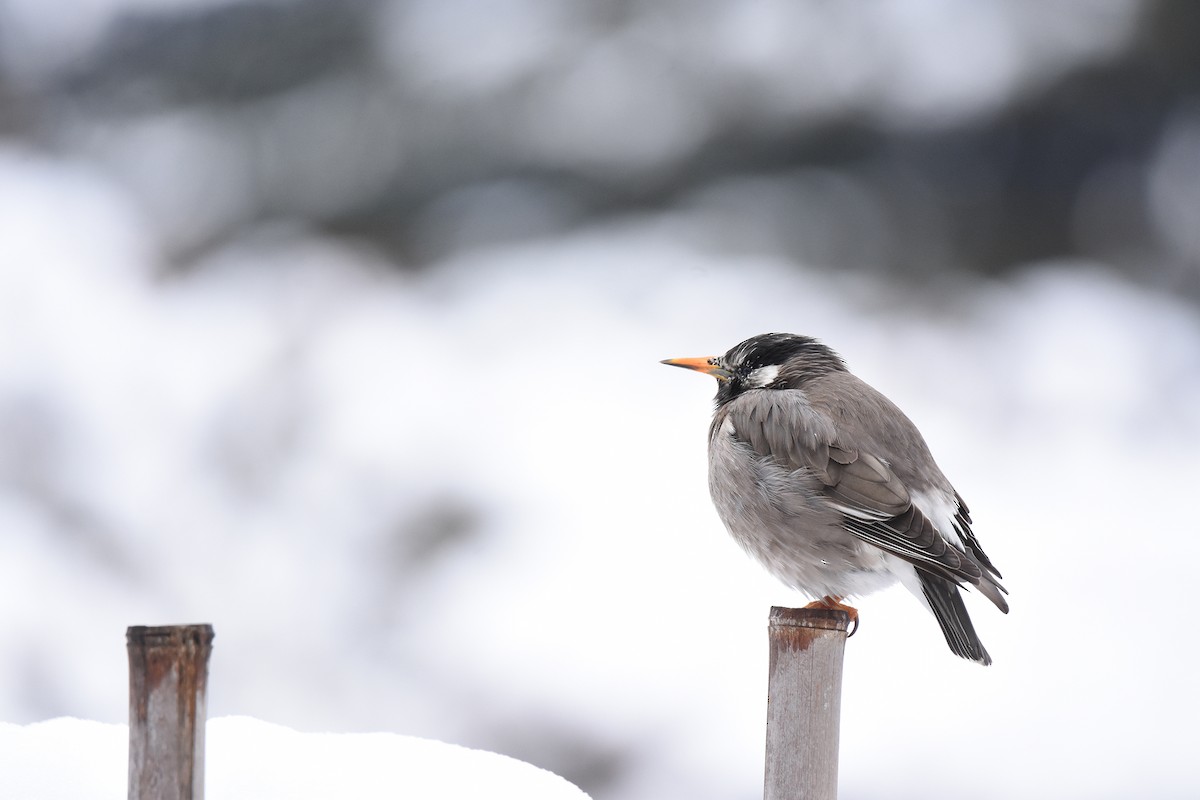 White-cheeked Starling - ML417949301