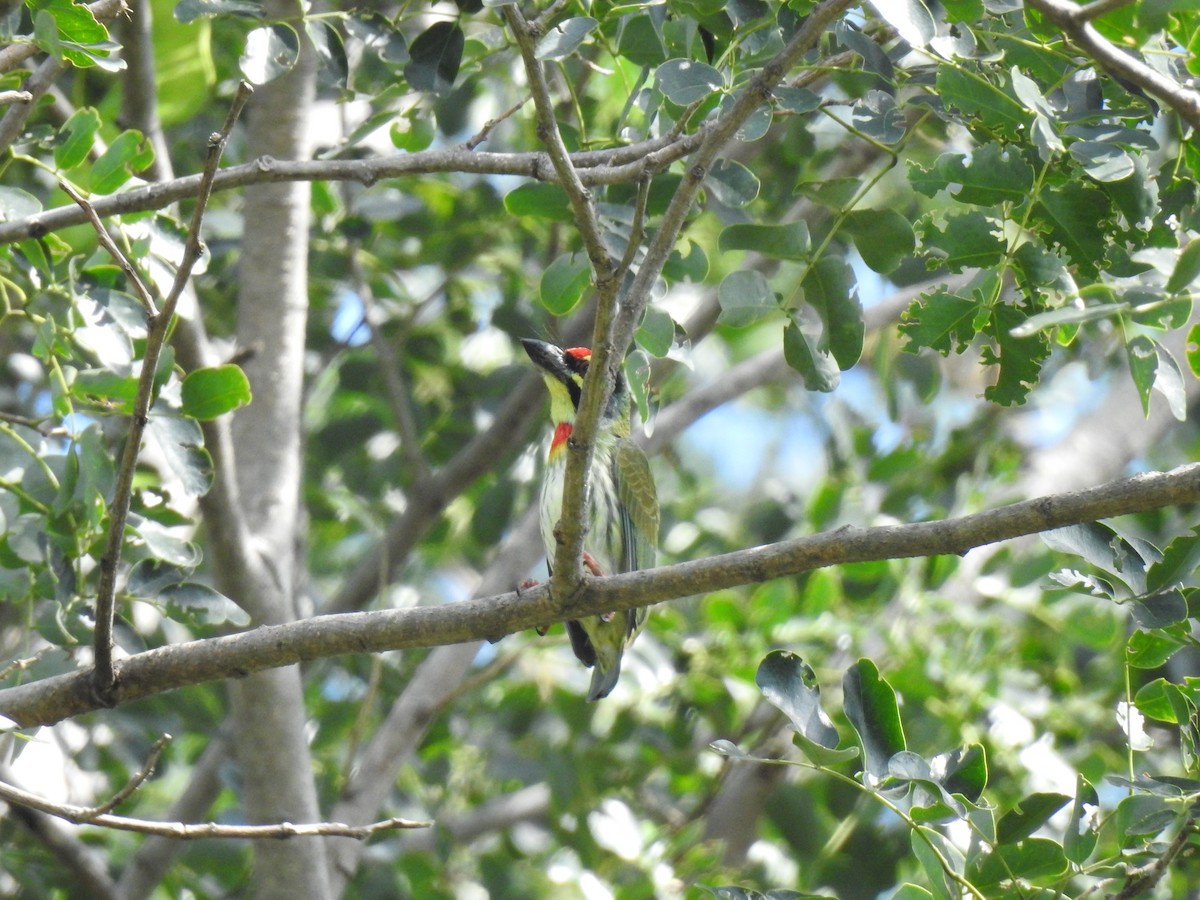 Coppersmith Barbet - ML417949311