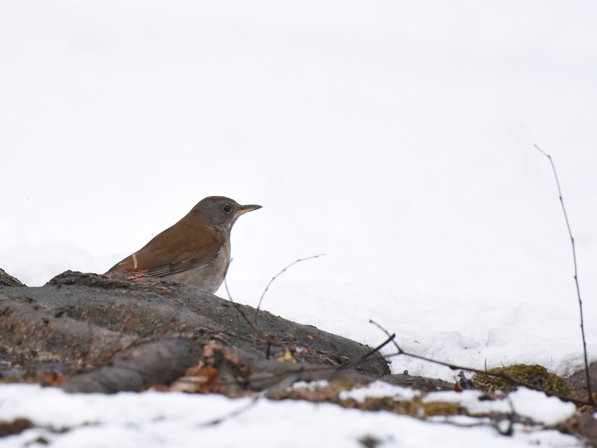 Pale Thrush - Yojiro Nagai