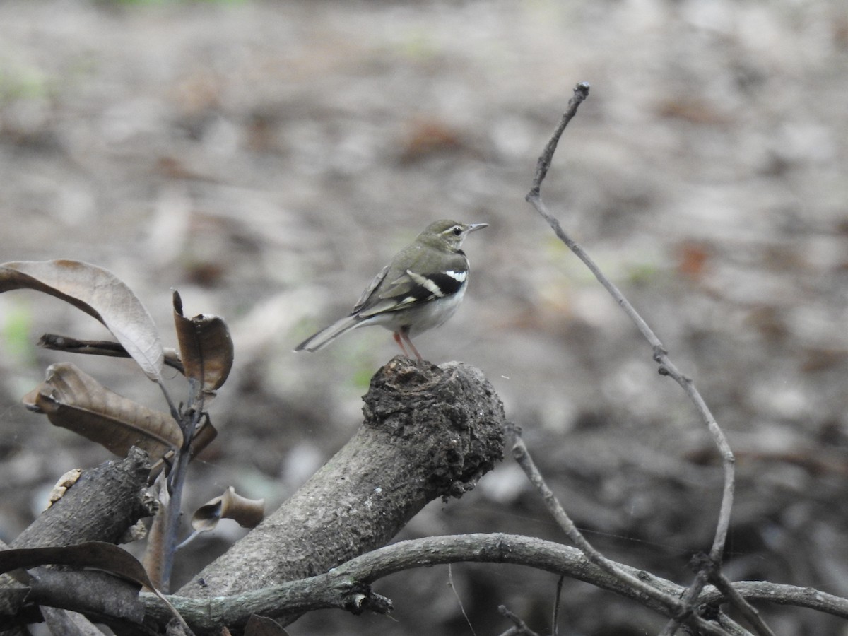 Forest Wagtail - ML417949701