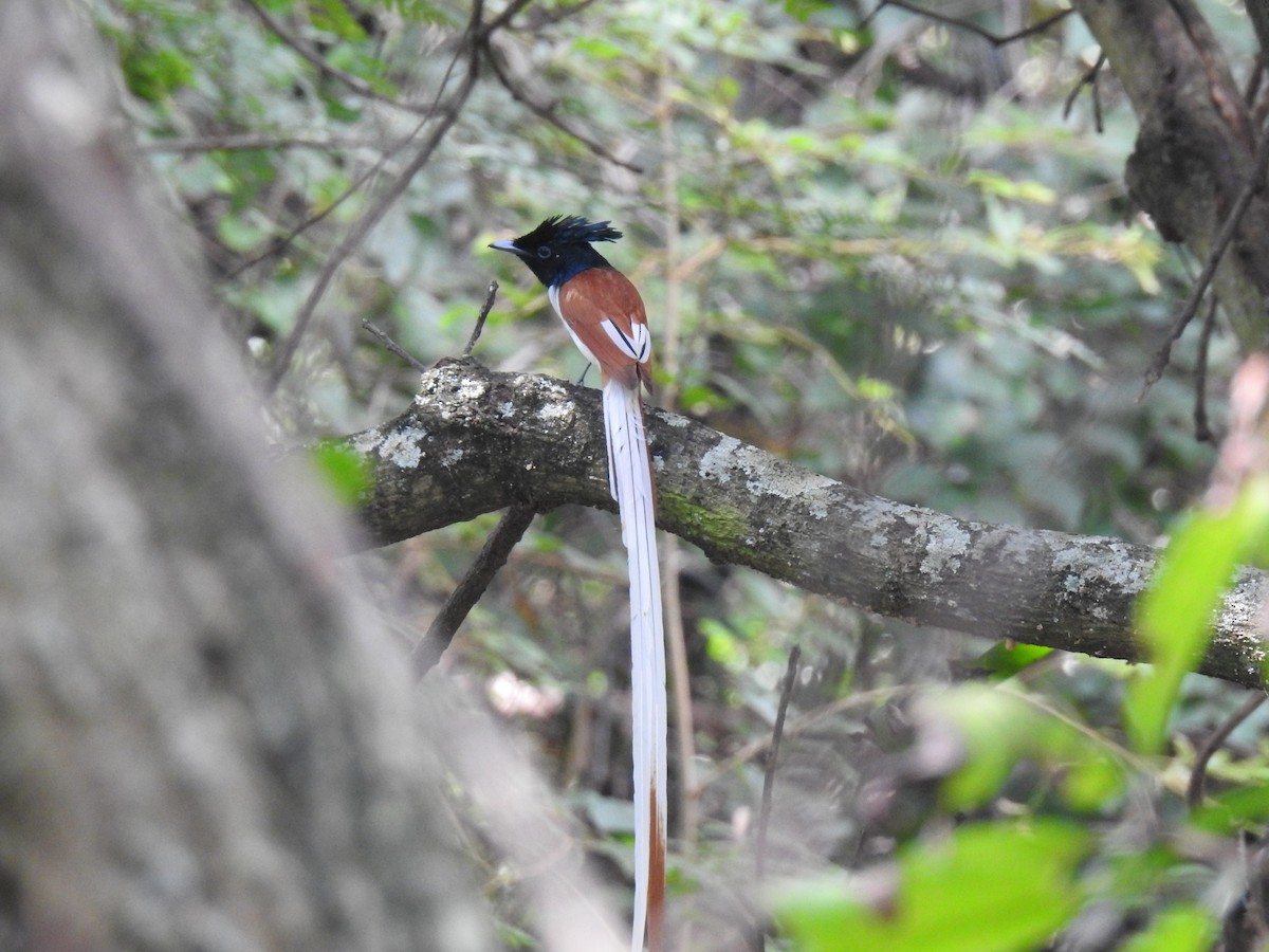 Indian Paradise-Flycatcher - ML417950011