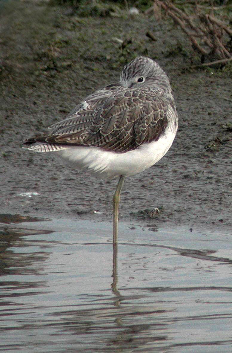 Common Greenshank - ML417951451