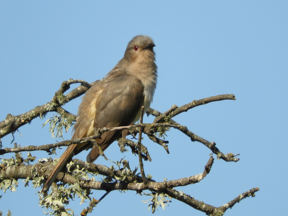 Ash-colored Cuckoo - ML417954621