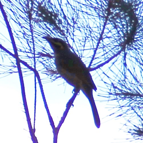 Yellow-faced Honeyeater - ML417957271