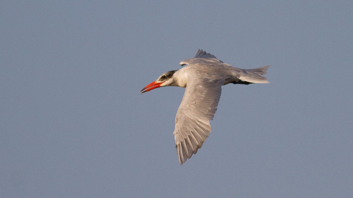 Caspian Tern - Rodney Baker