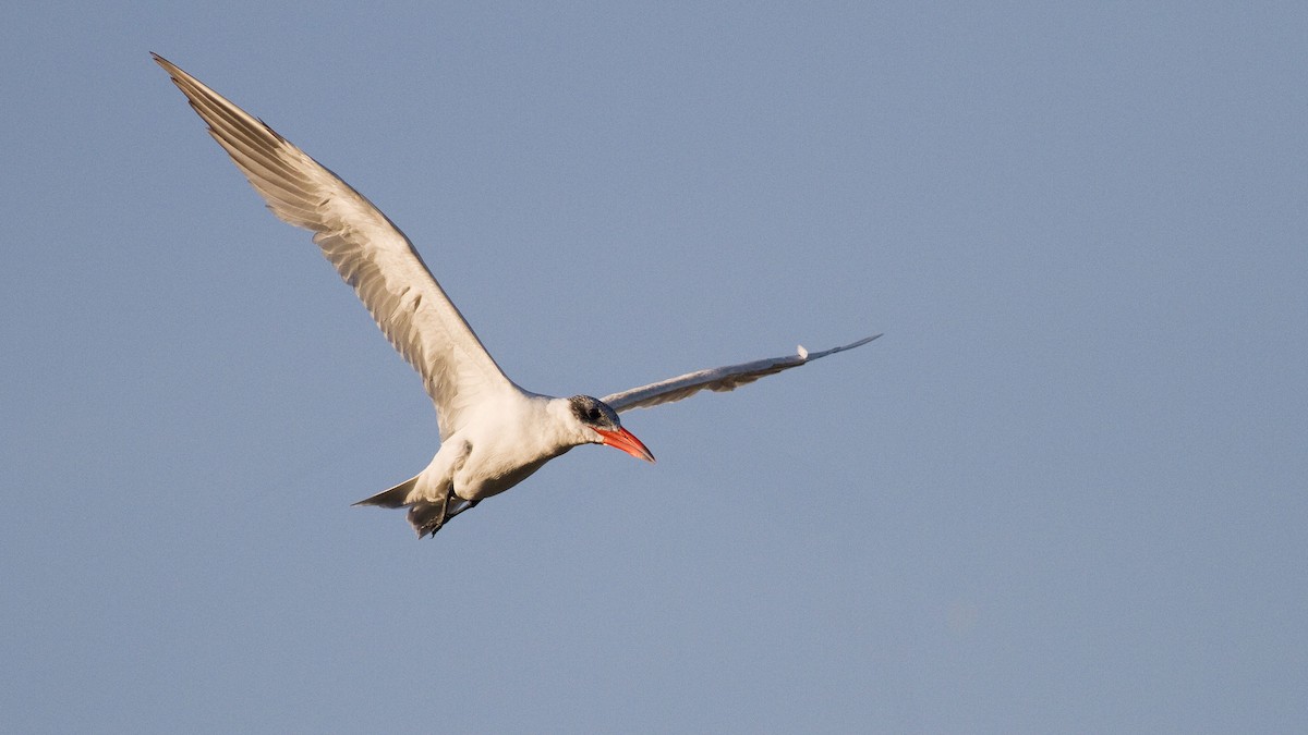 Caspian Tern - Rodney Baker