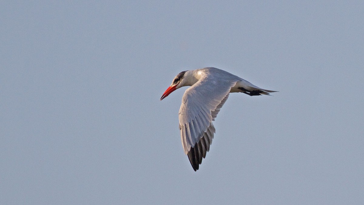 Caspian Tern - ML417957461