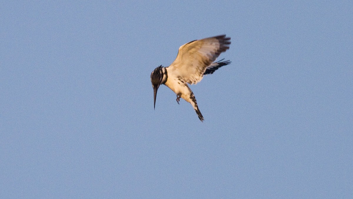 Pied Kingfisher - Rodney Baker