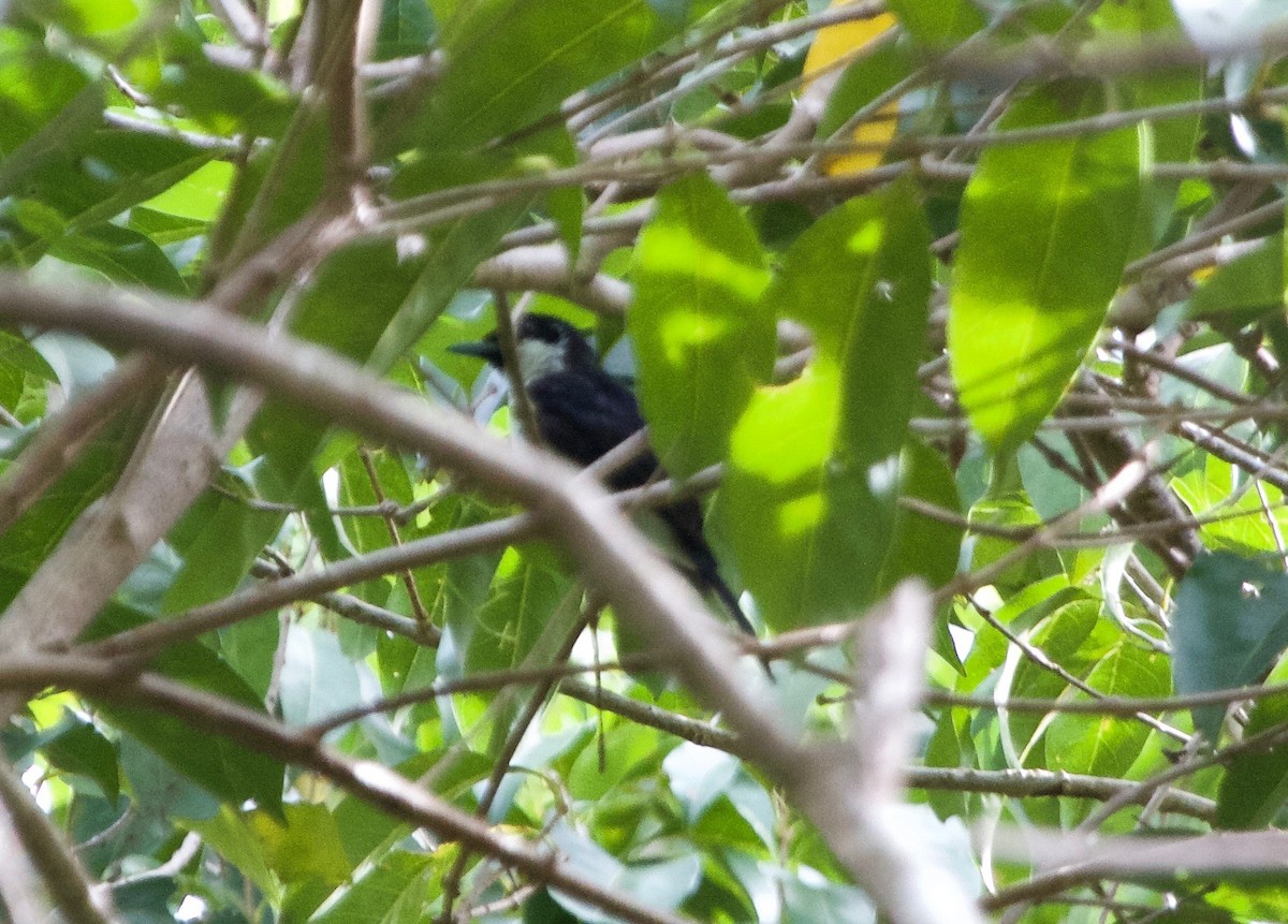 Black-chinned Monarch - ML41795801