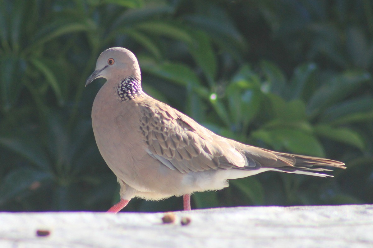Spotted Dove - ML417958131