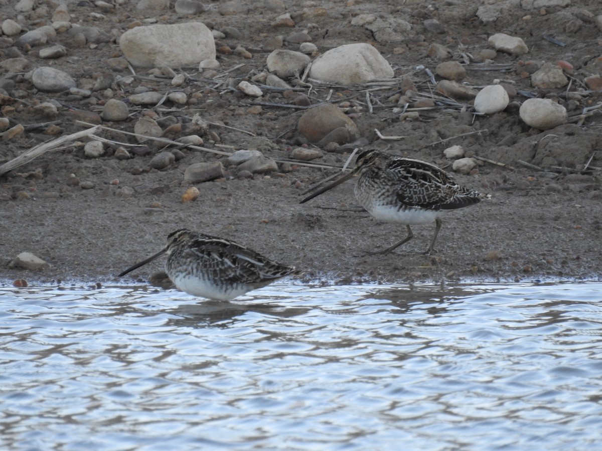 Common Snipe - ML417958501