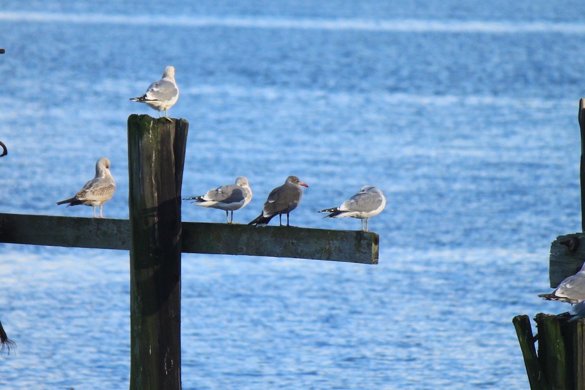 Heermann's Gull - Brandon Hawn