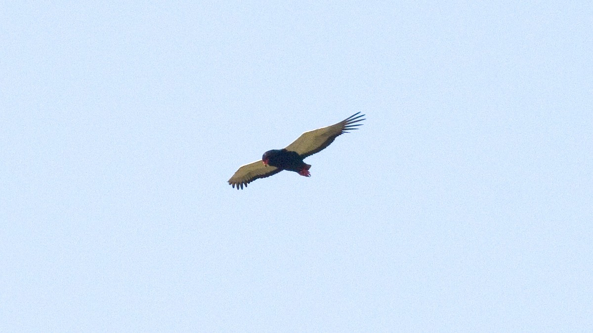 Águila Volatinera - ML417959041