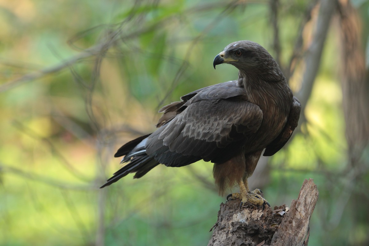 Black Kite - ML417959481