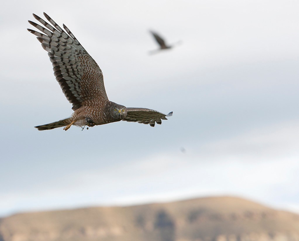 Cinereous Harrier - ML417959711