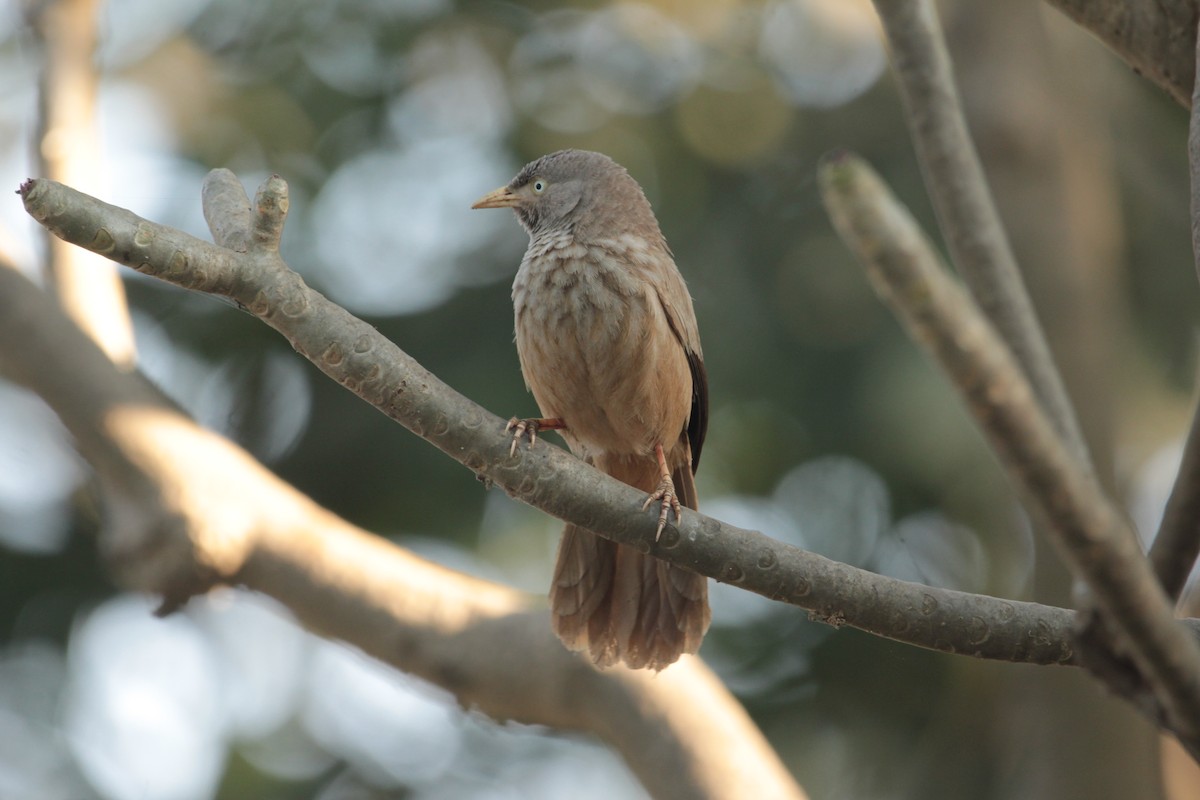 Jungle Babbler - ML417959721