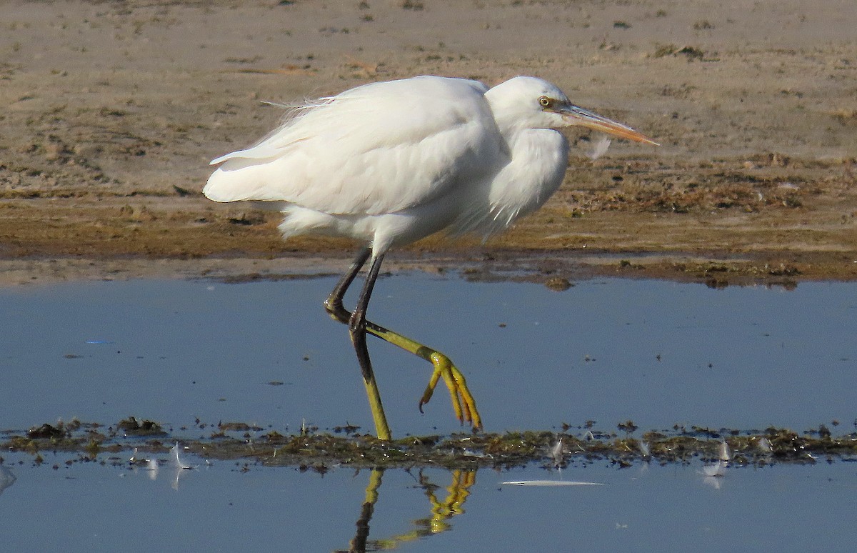 Western Reef-Heron - ML417960121