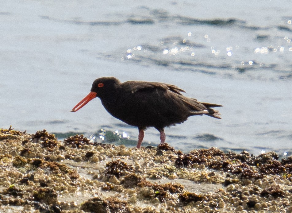 Sooty Oystercatcher - ML417960461