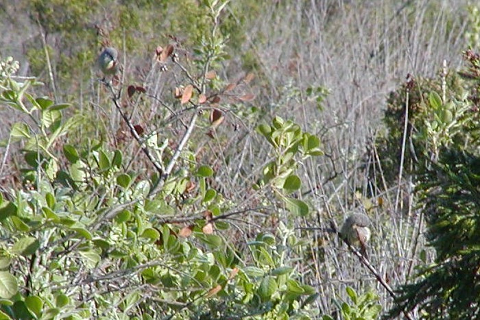 Pájaro Moscón de El Cabo - ML417962291