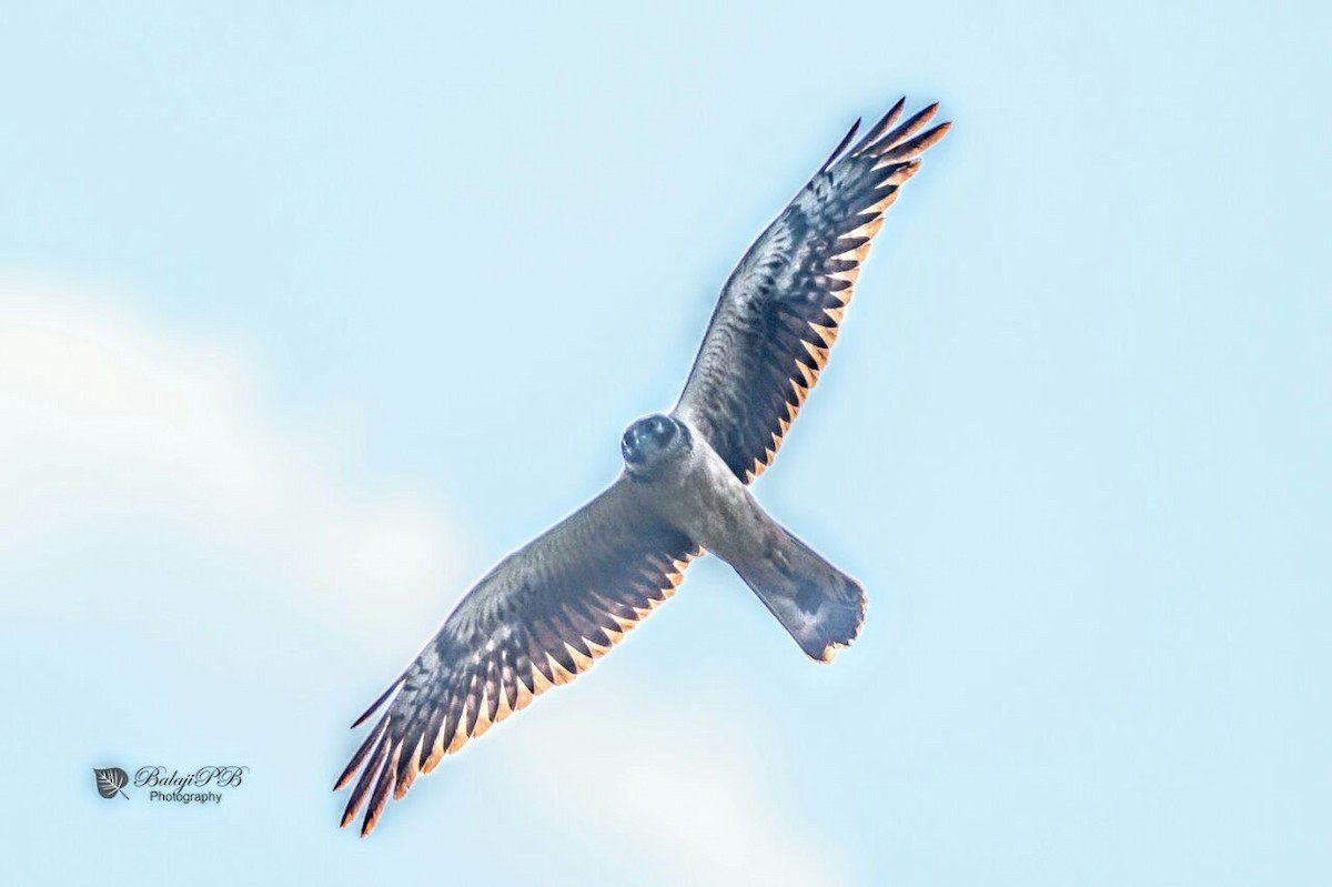 Pallid Harrier - Coimbatore Nature Society