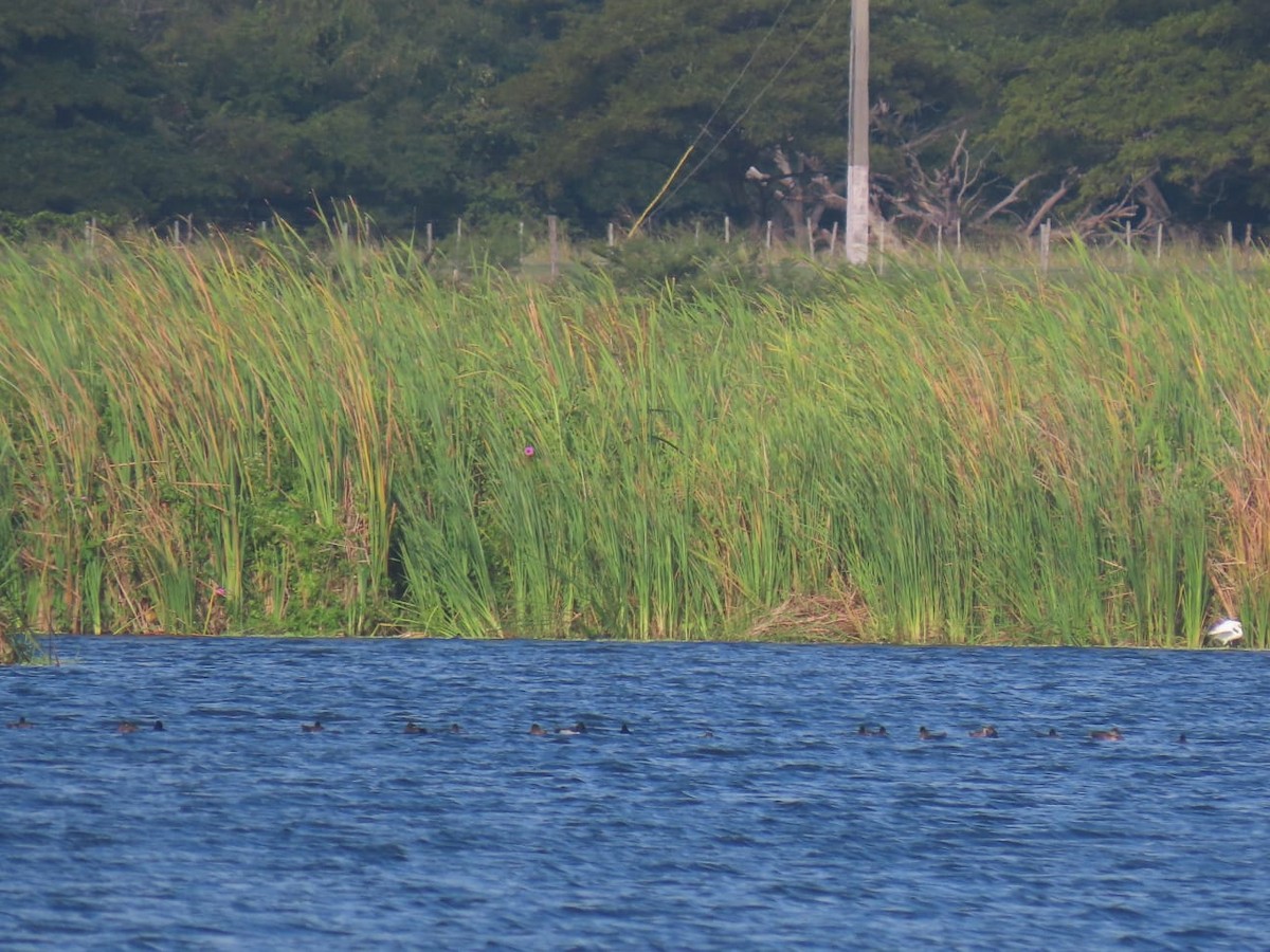 Ring-necked Duck - ML417964191