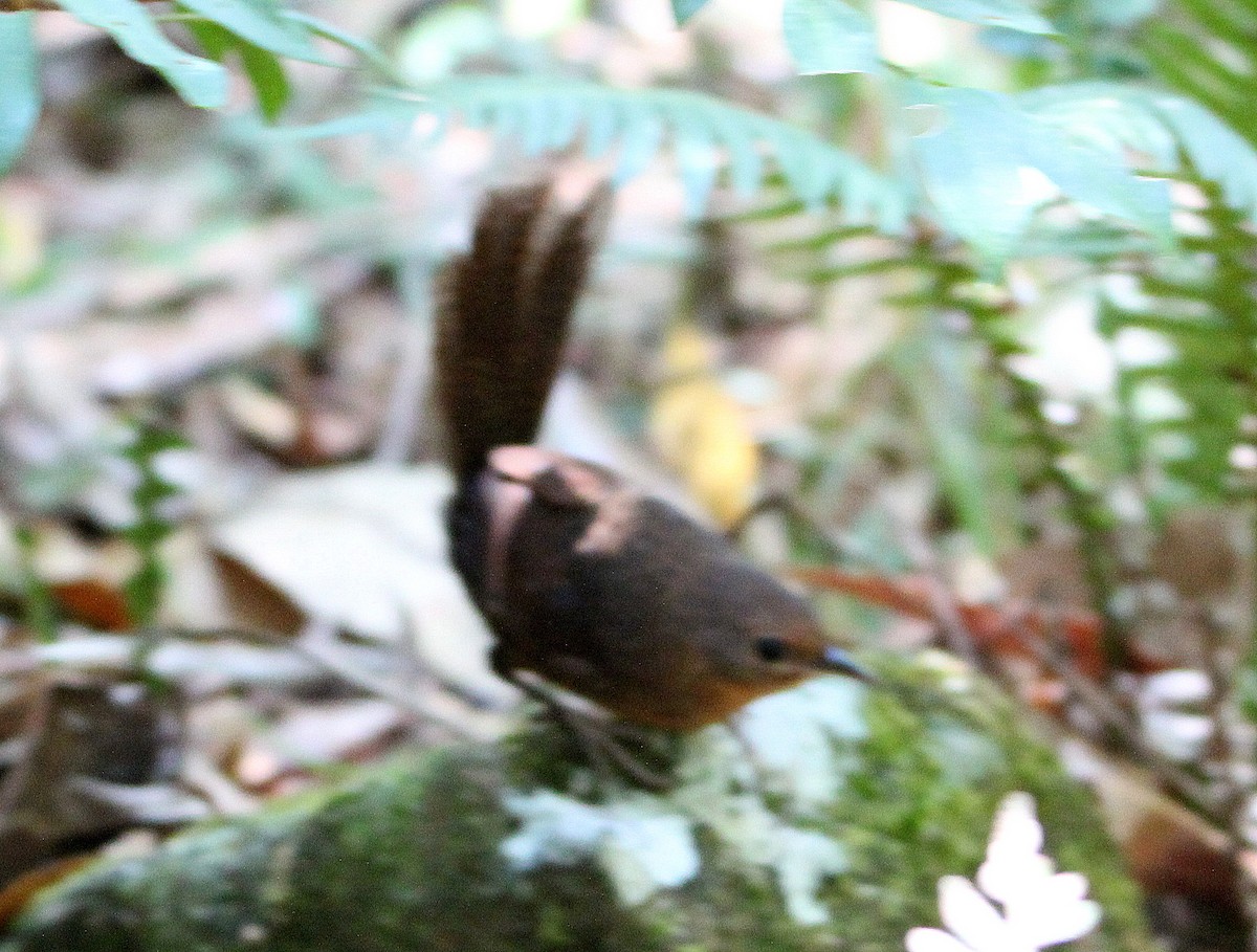 Rufous Scrub-bird - ML41796431