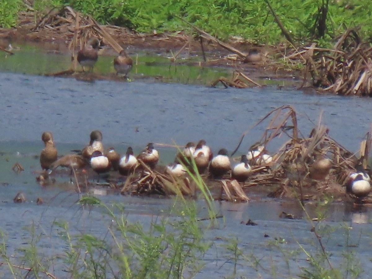 Northern Shoveler - ML417964471