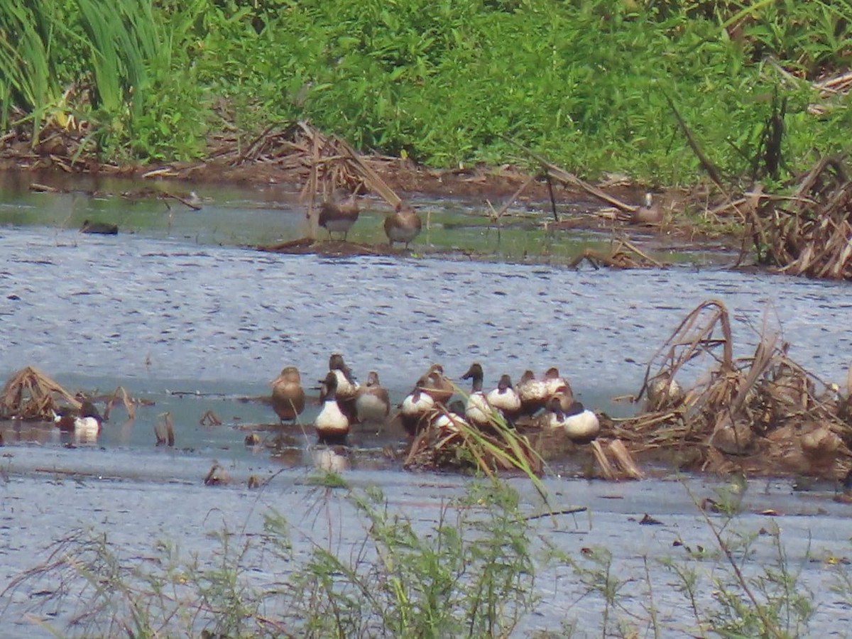 Northern Shoveler - ML417964481
