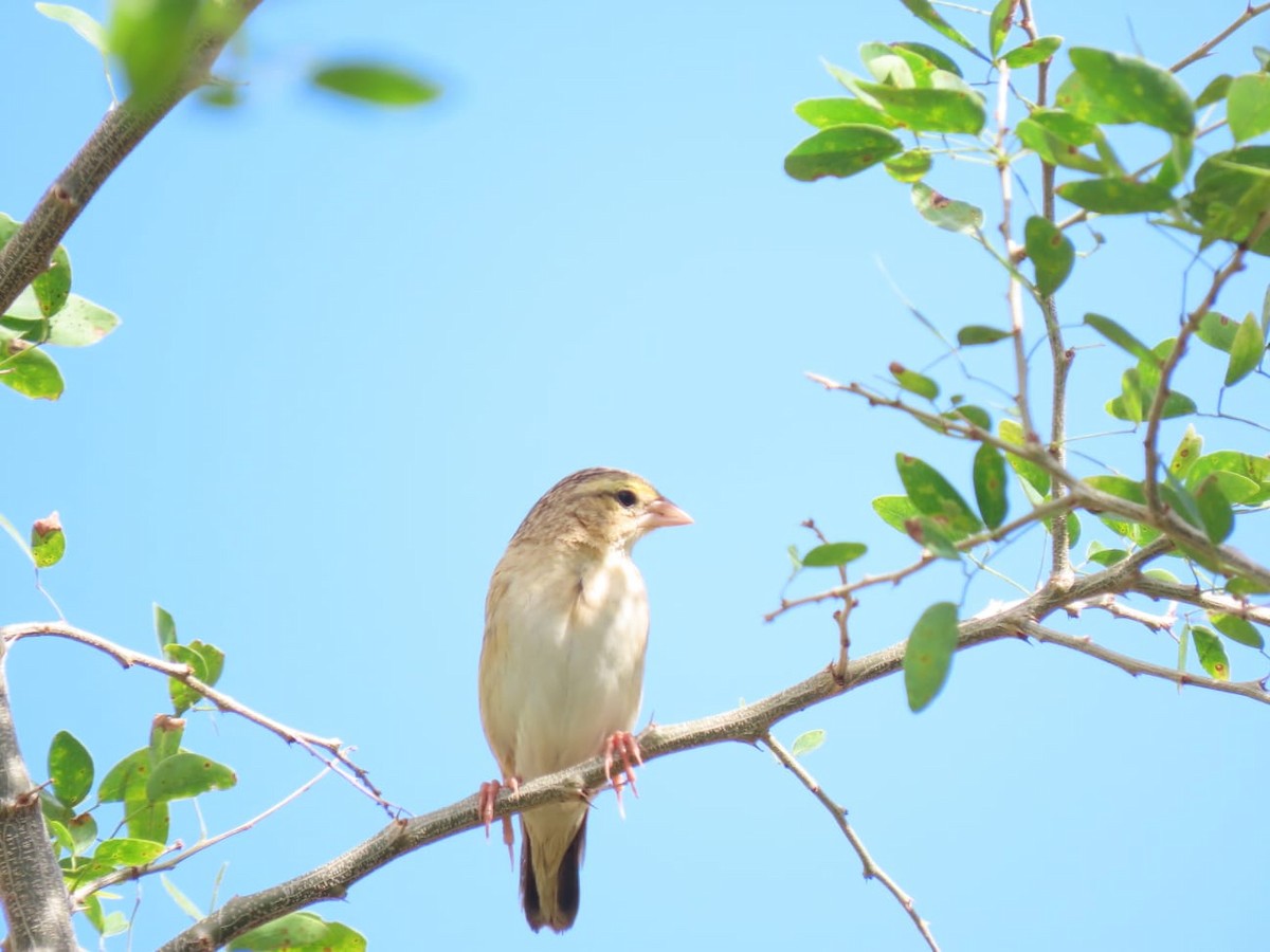 Northern Red Bishop - ML417964711