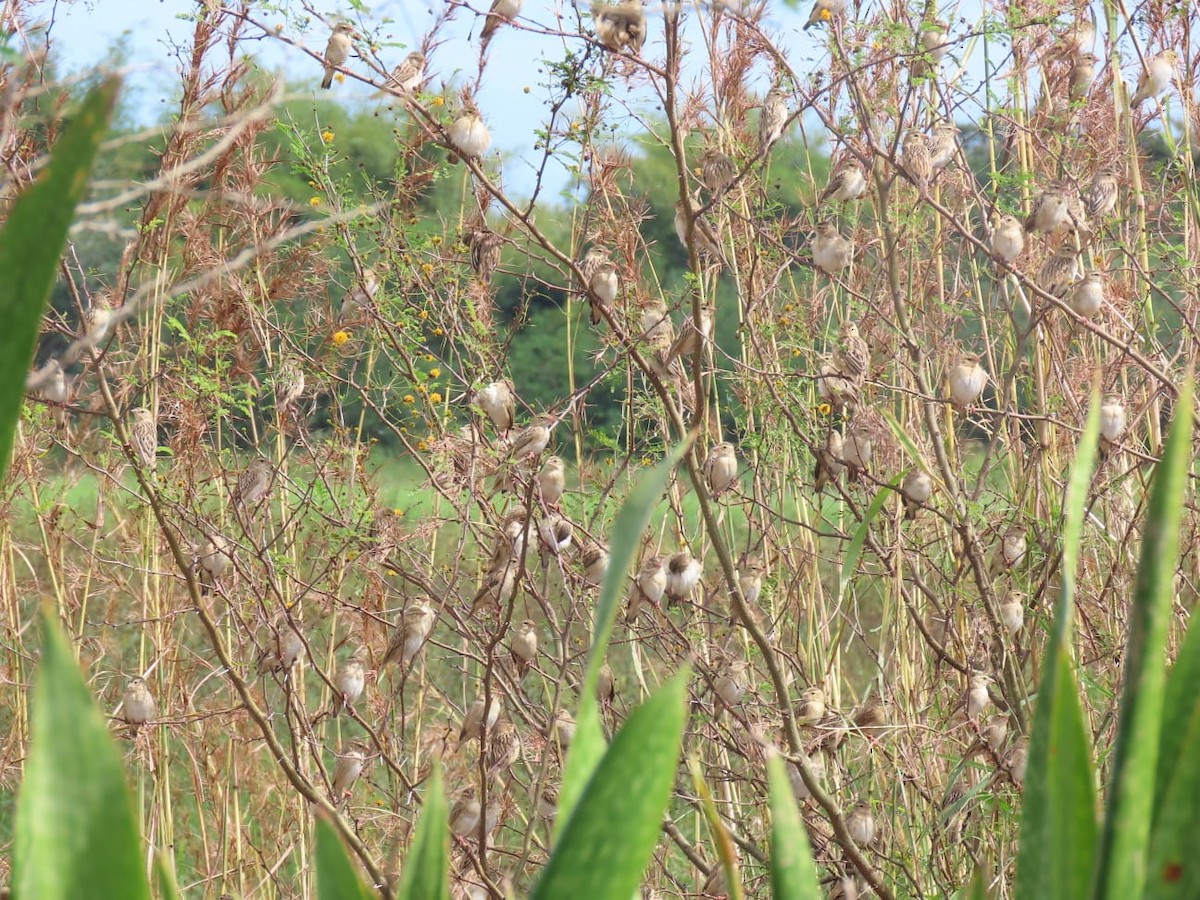 Northern Red Bishop - ML417964721