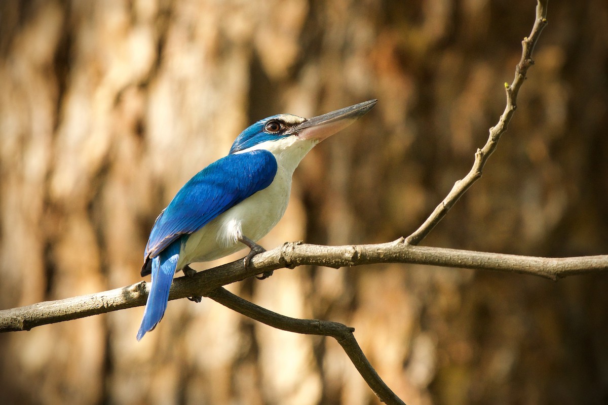 Collared Kingfisher - Sam Hambly