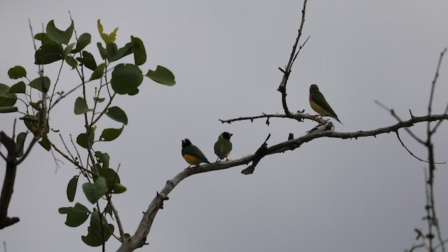 Gouldian Finch - ML417966581