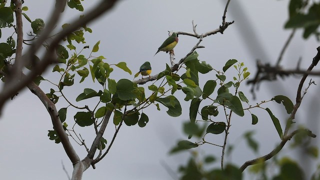 Diamante de Gould - ML417966631