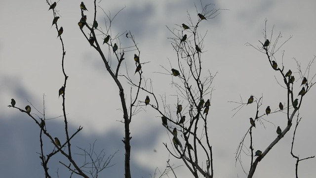 Gouldian Finch - ML417966731