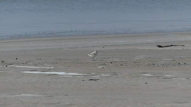 Snowy Plover - ML417967221