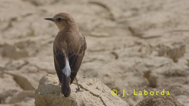 Western Black-eared Wheatear - ML417969021