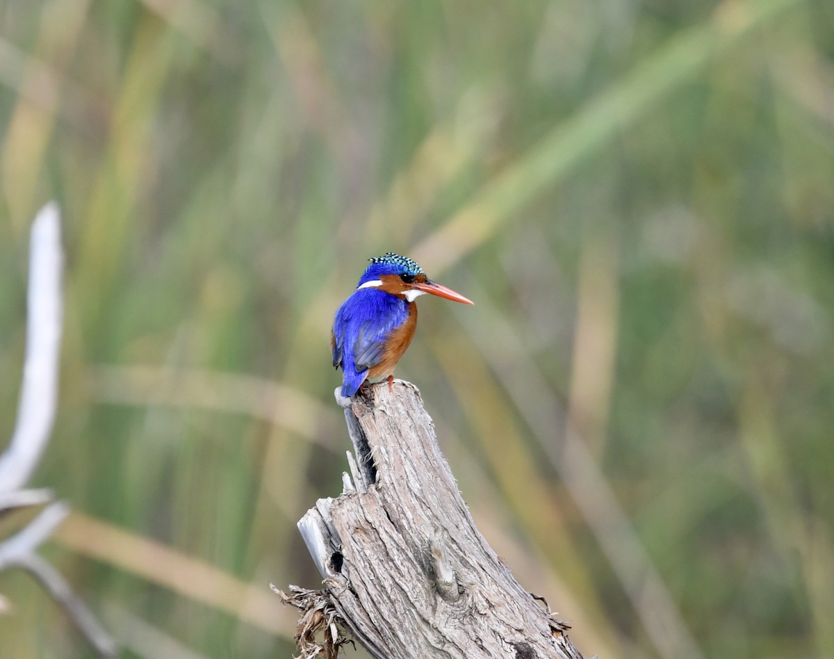 Malachite Kingfisher - ML417969071