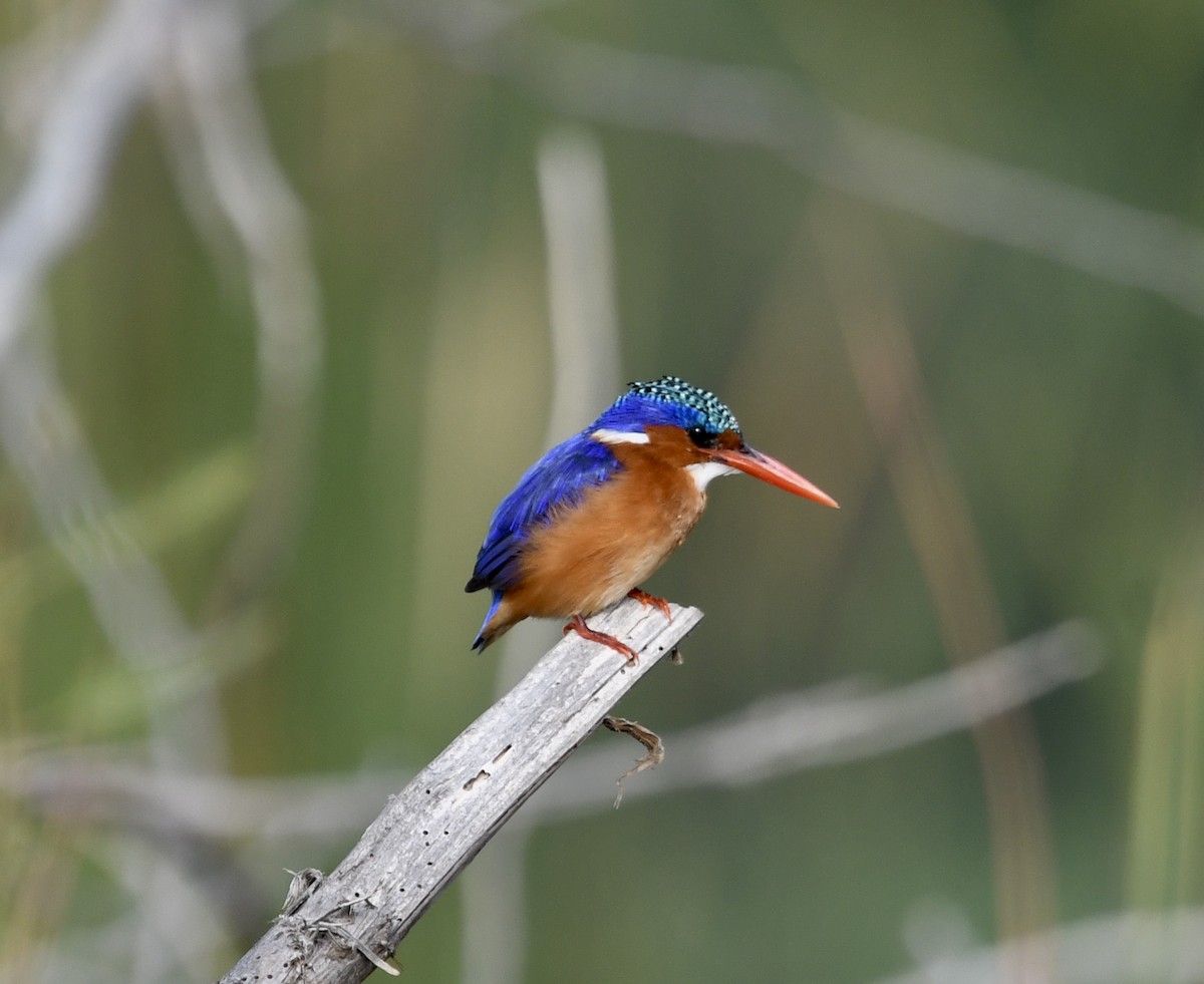 Malachite Kingfisher - Jan Hansen