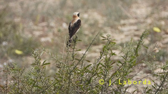 Western Black-eared Wheatear - ML417969161