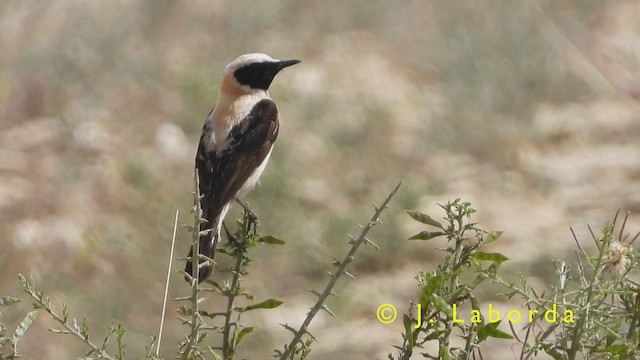 Western Black-eared Wheatear - ML417969371