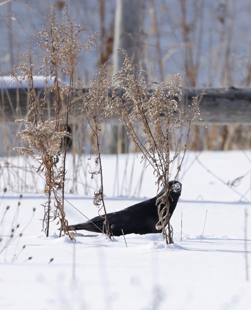 American Crow - ML417971821