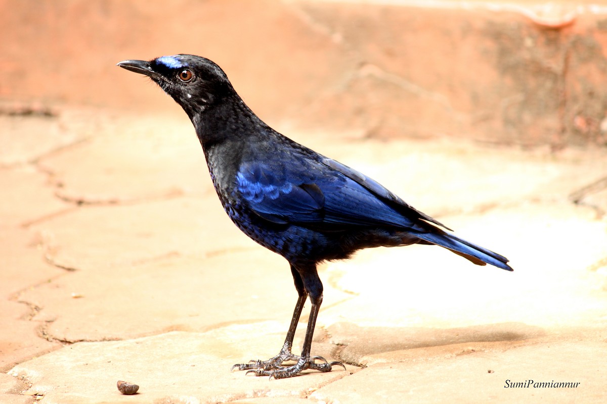 Malabar Whistling-Thrush - ML41797201