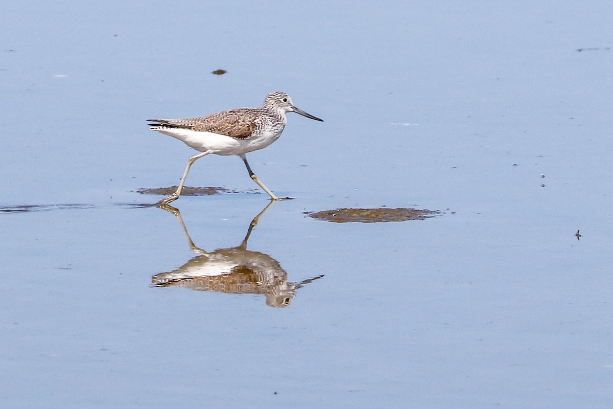 Common Greenshank - ML417972051