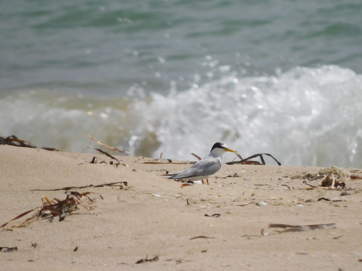 Little Tern - ML417972881