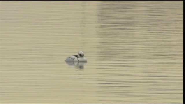 Smew - ML417973